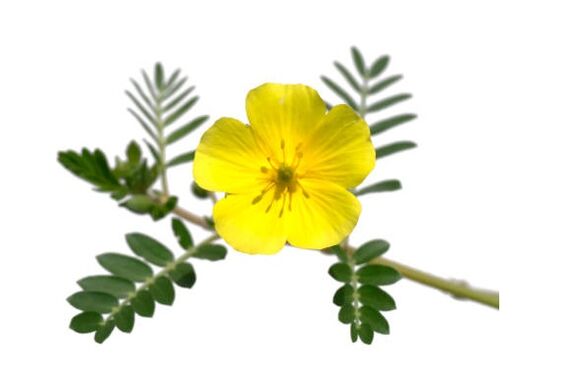 Gluconol contén Tribulus terrestris